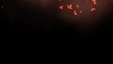 枫叶飘落特效背景视频的预览图